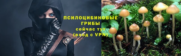 прущие грибы Магас