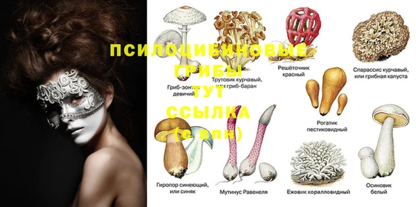 прущие грибы Магас